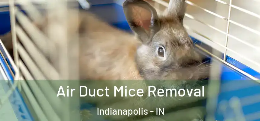 Air Duct Mice Removal Indianapolis - IN